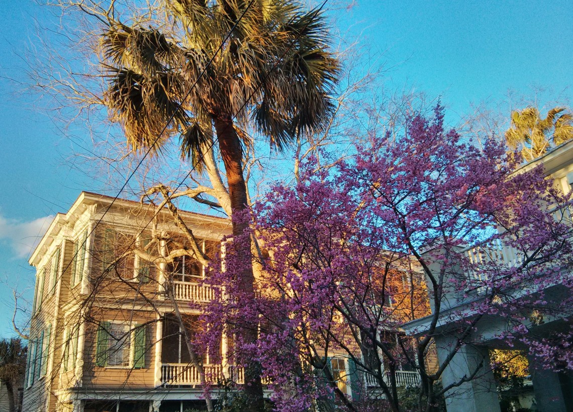 An Eastern Redbud blossoming in the winter in Charleston, SC