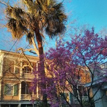 An Eastern Redbud blossoming in the winter in Charleston, SC
