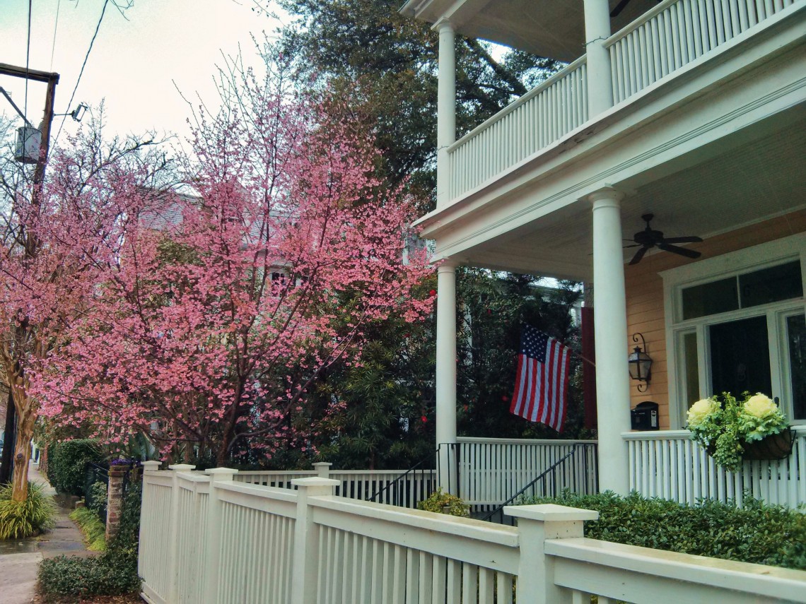 Trees and flowers are blooming in Charleston, SC