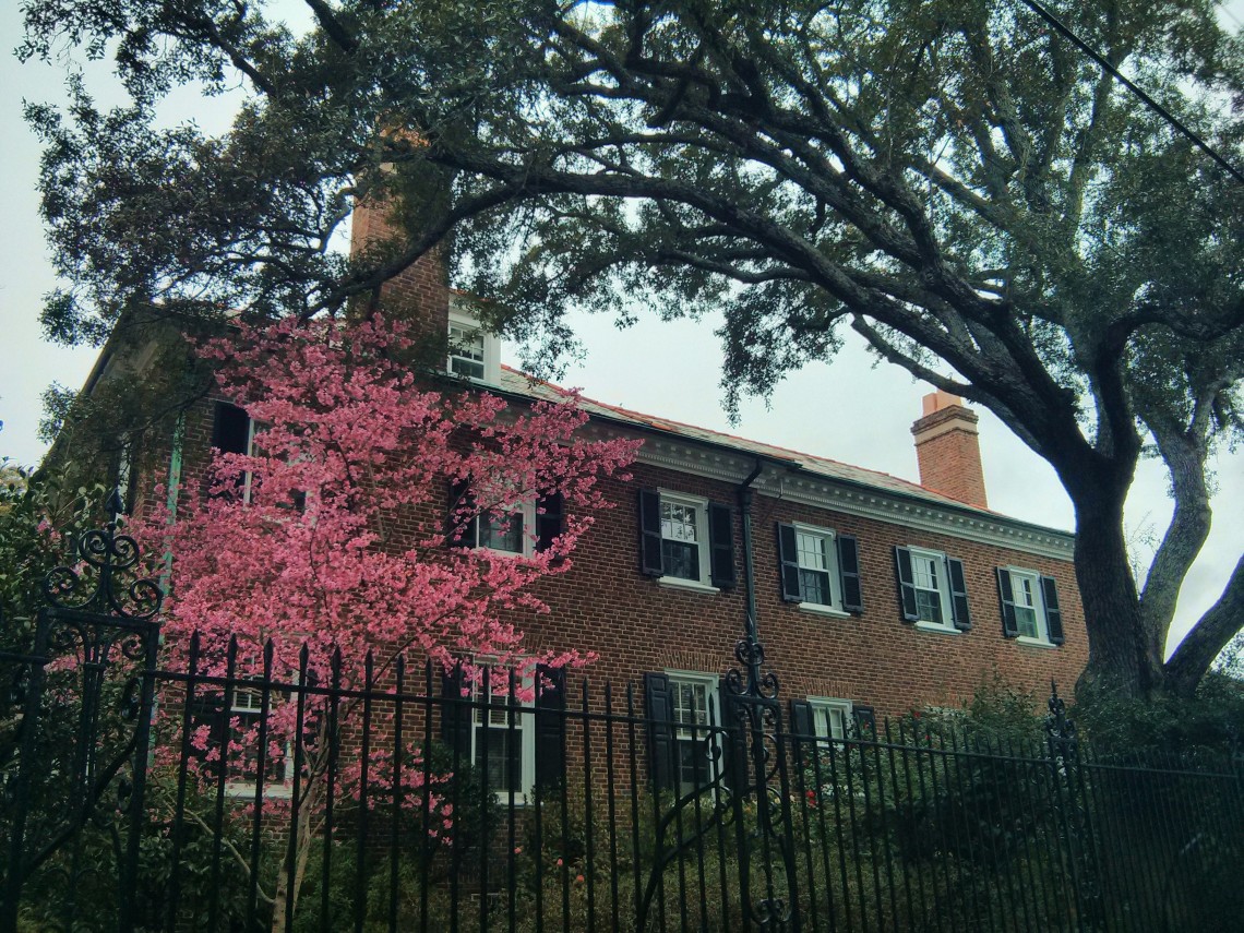 Tree blossoming in Charleston, SC