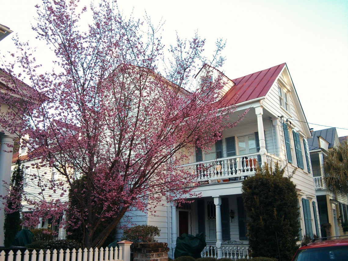 An Eastern Redbud shares the beauty of its blossoms in Charleston, SC