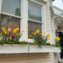 Some beautiful flower boxes with a very spring-like feel in Charleston, SC.