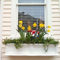 A beautiful Charleston, SC flower box with historic reflections behind it.