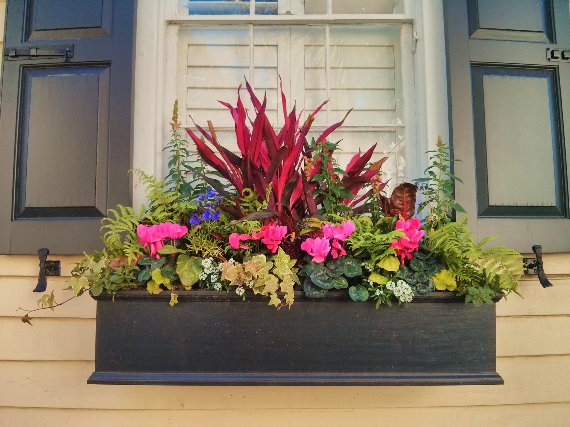 Charleston is full of amazing flower boxes.