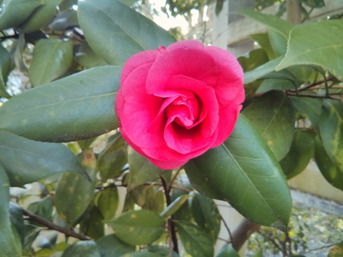 The camellias are in full bloom in Charleston, SC. This is a magnificent one.