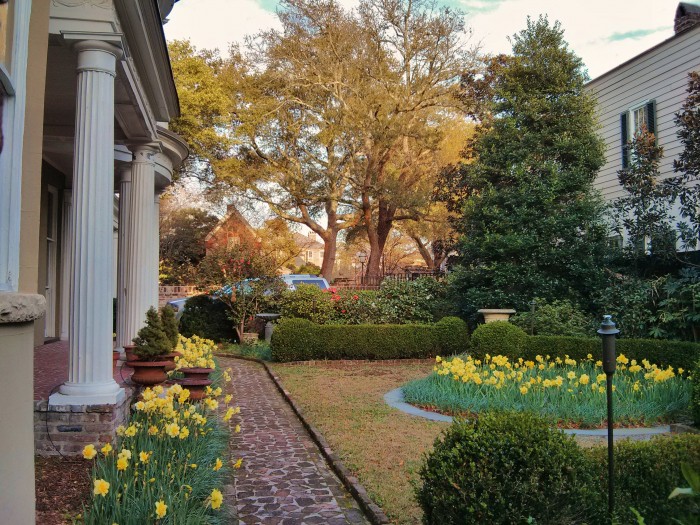 A beautiful Charleston garden in early spring. Daffodils in bloom!