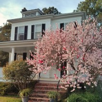 Flowering trees of all sorts are in bloom in Charleston. Spring has sprung!