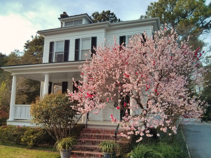 Flowering trees of all sorts are in bloom in Charleston. Spring has sprung!