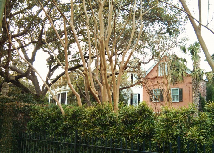 Downtown Charleston, SC exists within an urban forest (there is even an urban forester!). The houses are surrounded by trees and can have a country feel, even in the middle of the city.