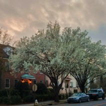 The flowering trees in Charleston, SC are spectacular this time of year.