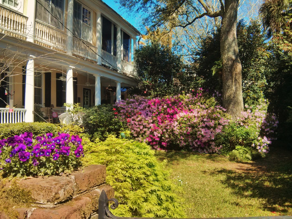 The azaleas are bursting into bloom all over Charleston, SC.
