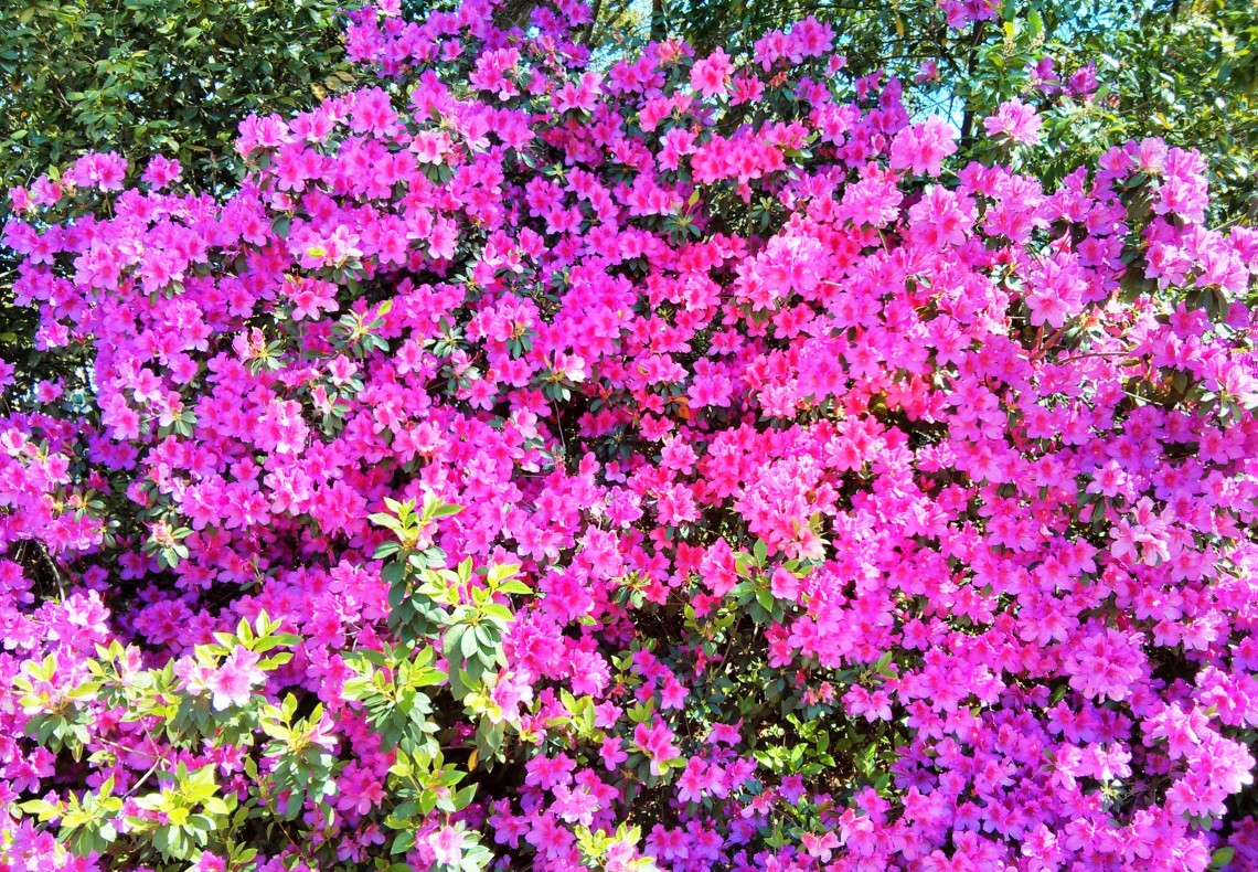 Charleston is awash in blooms of azaleas.