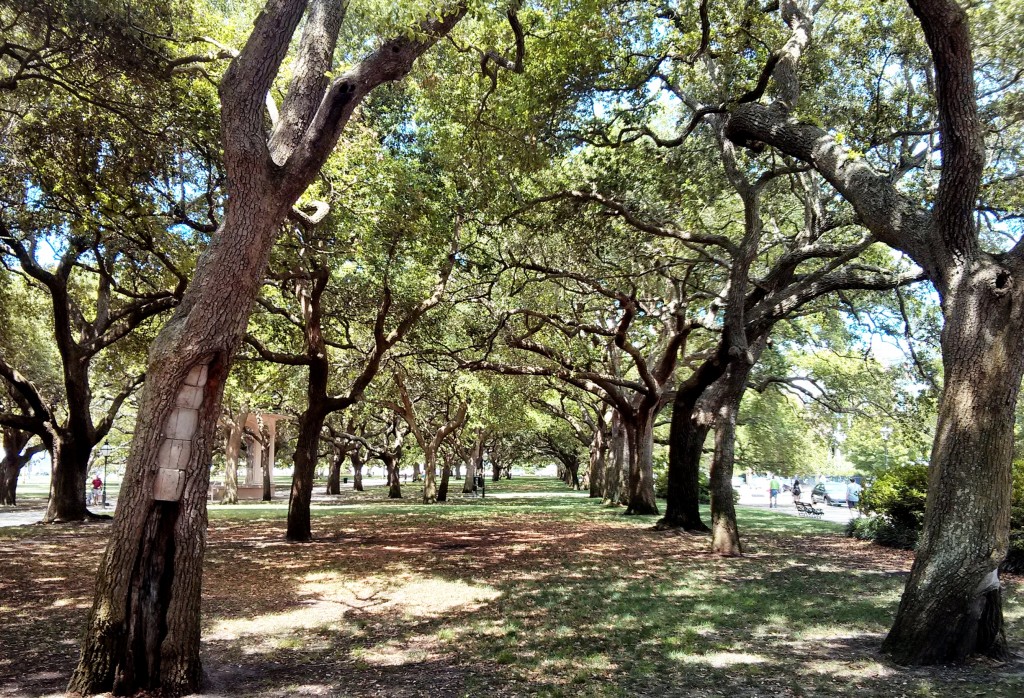 White Park Garden in Charleston, SC is full of spectacular Live Oak trees.