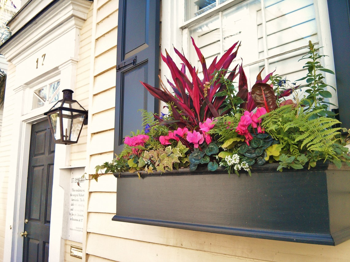 With many of the houses fronting directly on to the sidewalk in Charleston, flower boxes become the de facto front yard -- and a lot of effort goes into them!