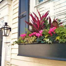 With many of the houses fronting directly on to the sidewalk in Charleston, flower boxes become the de facto front yard -- and a lot of effort goes into them!