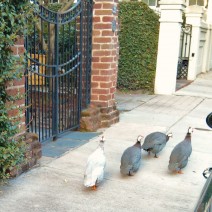 Charleston is full of amazing wildlife -- from eagles to foxes. One of the more unusual sighting in downtown Charleston is the flock of guinea fowl that just appeared one day.