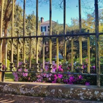 Azaleas, ironwork and a beautiful house = Charleston, SC.