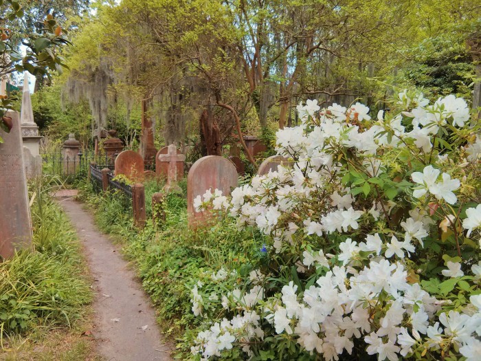 Azaleas brighten up the Unitarian Church's graveyard in Charleston, SC.