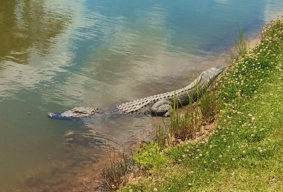The wildlife around Charleston, SC is amazing... including alligators!