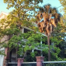 The evening sun in Charleston, SC lighting up a palmetto tree in front of a beautiful antebellum house.