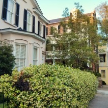 In the spring, Charleston, SC is awash with Star Jasmine and its incredible fragrance. Also known as Confederate Jasmine, it adds an wonderful aroma to the air.