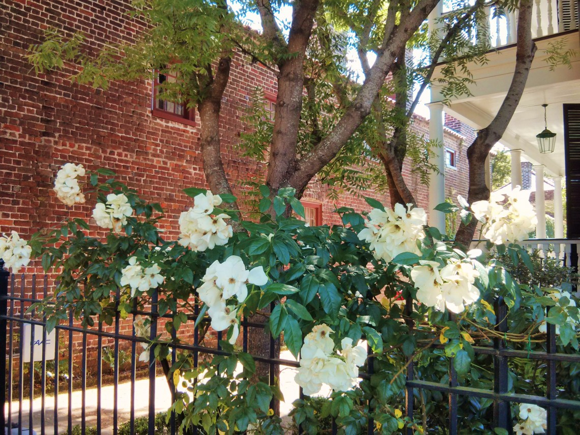 Surrounded by historic homes and beautiful ironwork, the flowers of Charleston, SC are stunning.