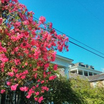 Oleander are beautiful bloomers in Charleston, SC.. This is one of the largest I have ever seen.