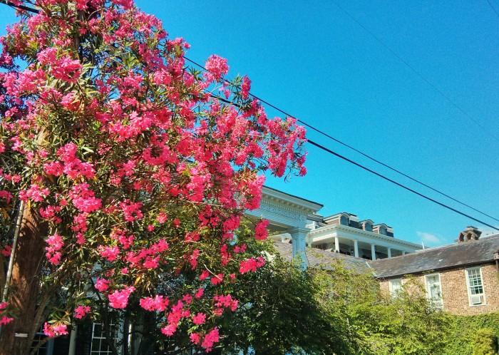 Oleander are beautiful bloomers in Charleston, SC.. This is one of the largest I have ever seen.