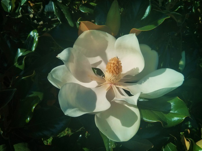 A spectacular Magnolia blossom in Charleston, SC.