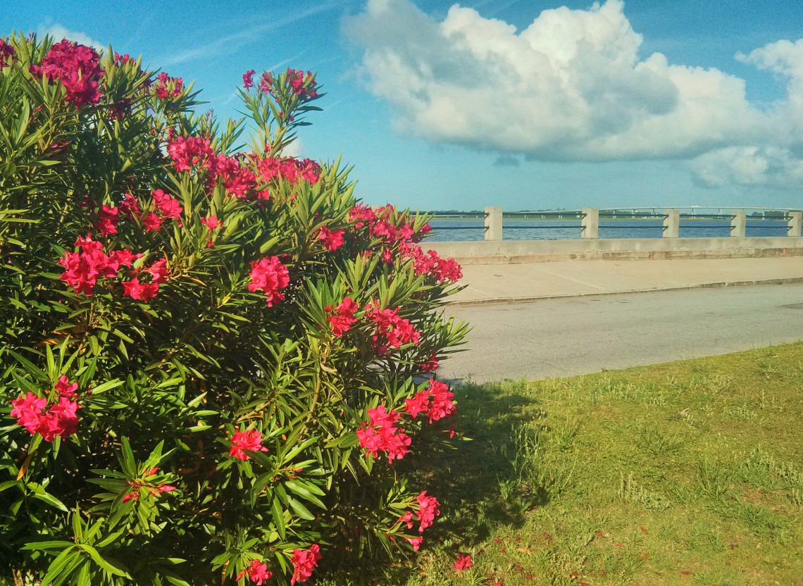 All along the Battery in Charleston, SC, oleanders are in bloom. More beauty on top of beauty.
