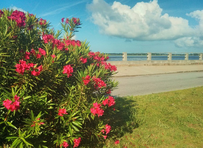 All along the Battery in Charleston, SC, oleanders are in bloom. More beauty on top of beauty.