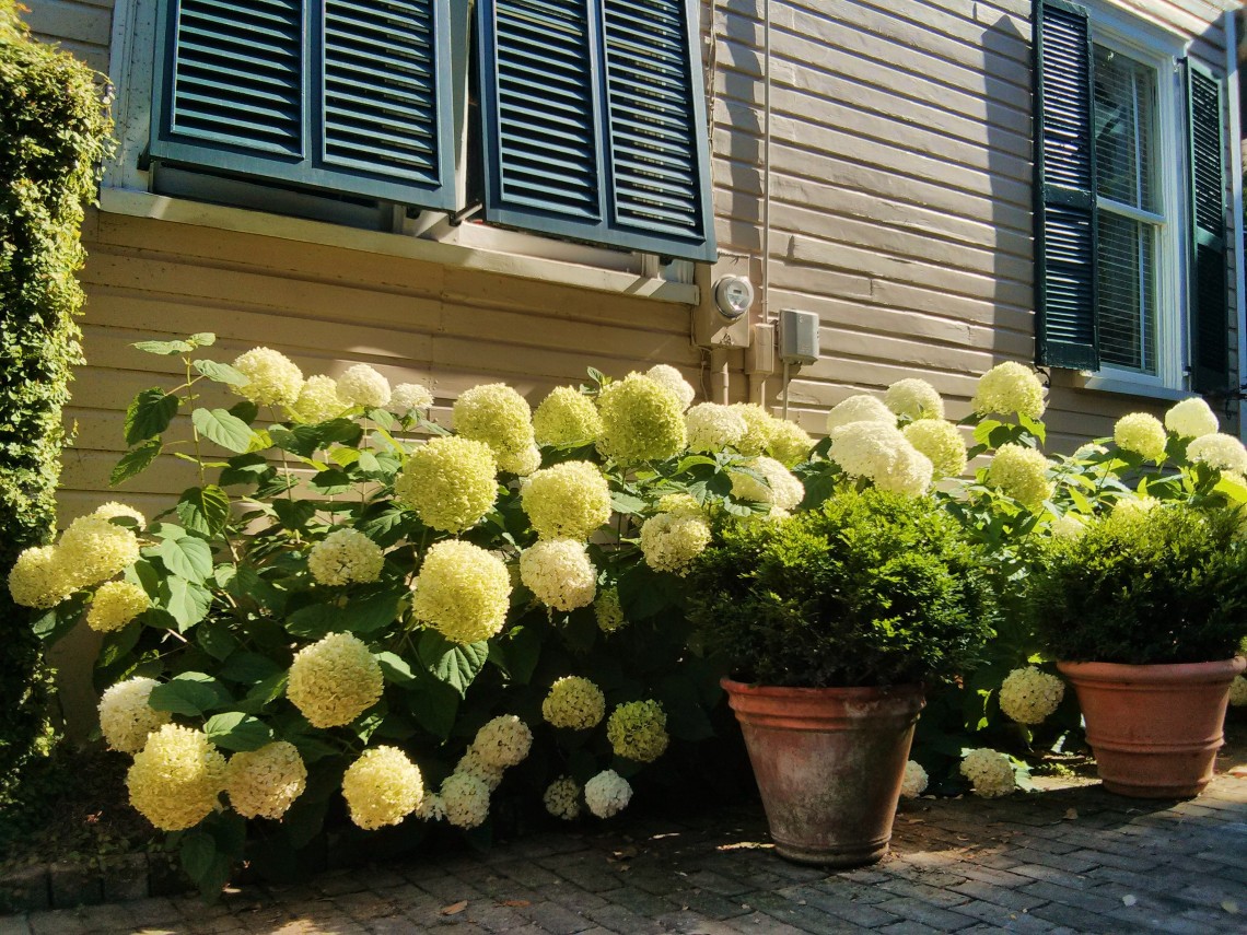 It's been a wonderful year for hydrangeas in Charleston... where you can find them in many shades of color.