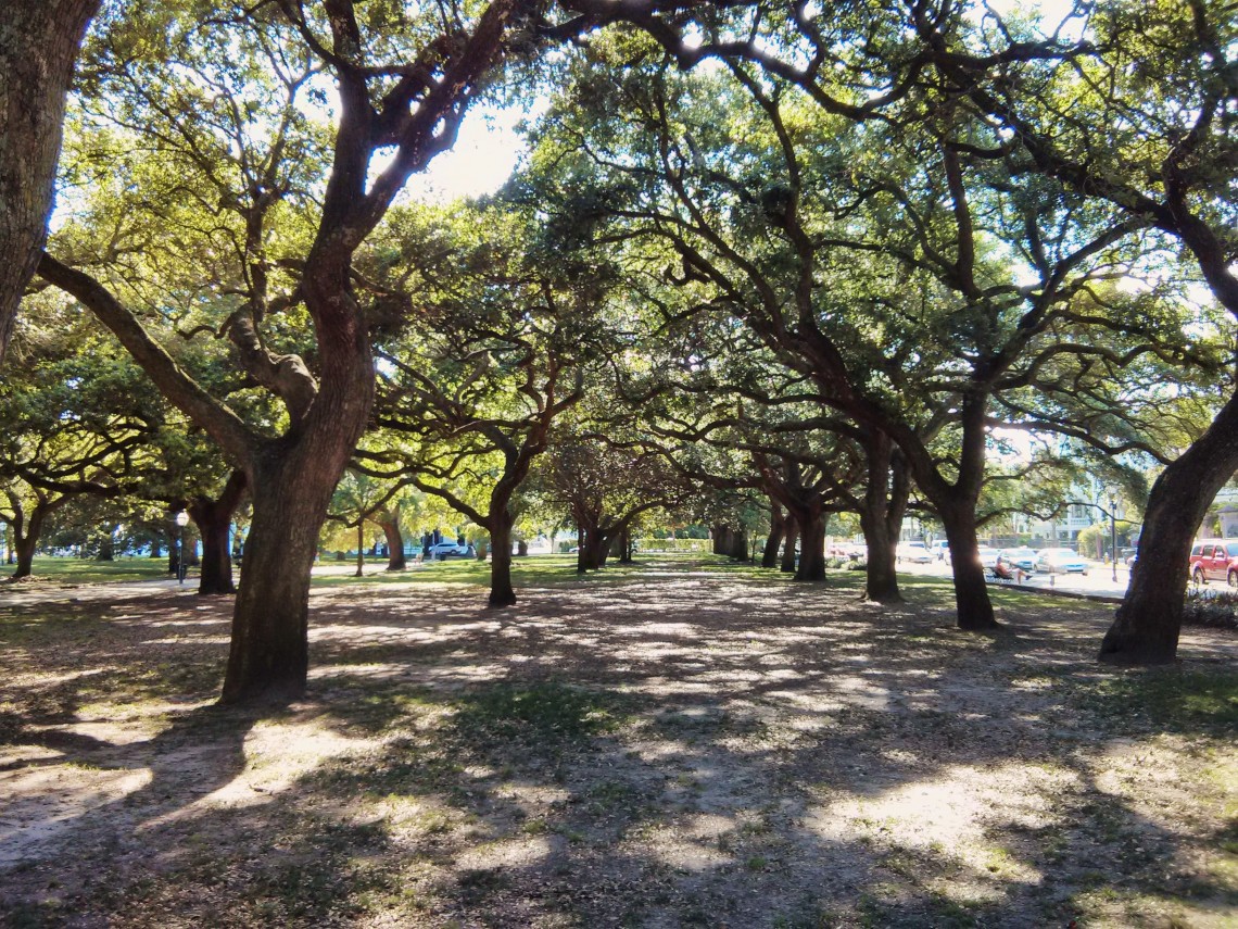 White Point Garden, at the tip of the Charleston, SC peninsula, is home to beautiful lines of Live Oak trees.