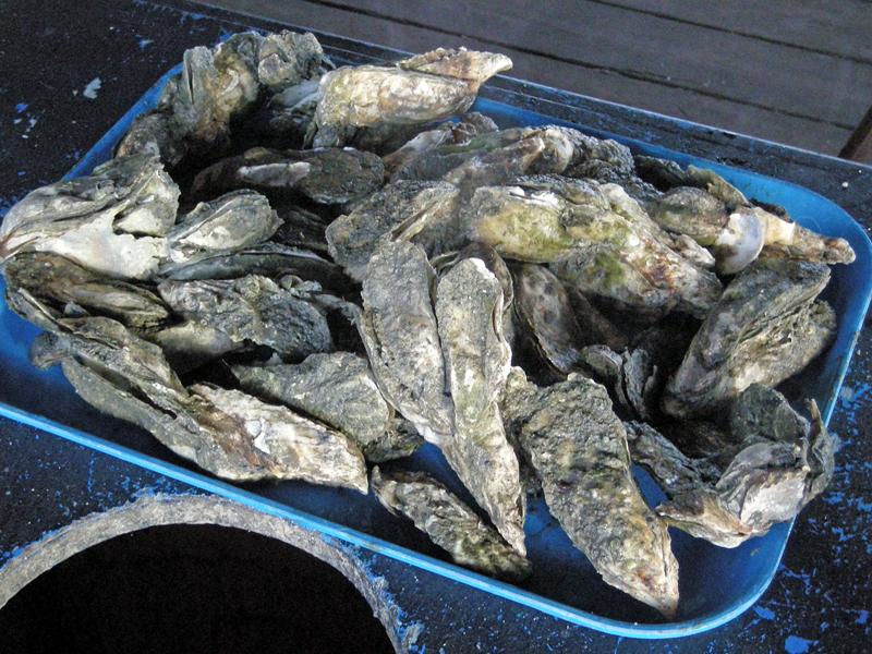 The Best Seafood In Charleston? Glimpses of Charleston