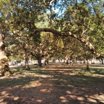 Charleston and the Lowcountry are full of majestic Live Oak trees. These are in White Point Garden at the tip of the Charleston peninsula.