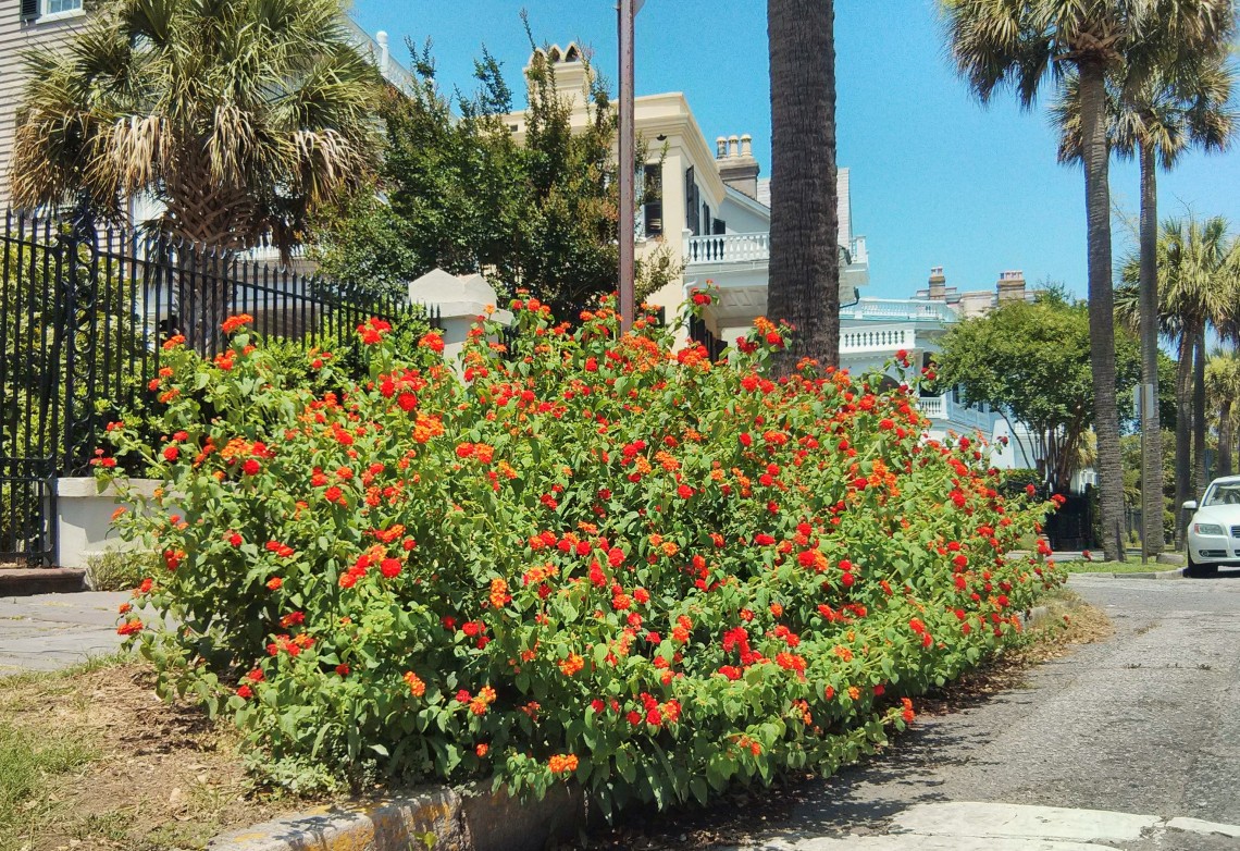 This Lantana, at the corner of King Street and South Battery in Charleston, SC, is eye-catching even when surrounded by spectacular historic houses.