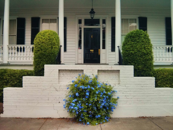 The beautiful flowers of this plumbago plant help highlight the entrance to this Charleston, SC house located on Tradd Street.
