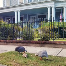 No one knows where they came from, but one day guinea fowl appeared on Lamboll Street in downtown Charleston, SC. This day they took a stroll around the block to South Battery.
