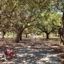 The Live Oak trees in White Point Garden in Charleston, SC are gorgeous.