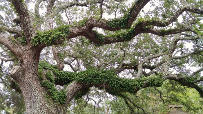 One of the enduring images of the Lowcountry of SC are the spectacular Live Oak trees.