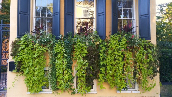 Window boxes in Charleston, SC sometimes take the place of front yards. This is a heck of a front yard!