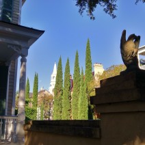 This eagle has a wonderful view in downtown Charleston, SC of St. Michael's steeple peeking around some gorgeous Italian Cypress trees.