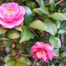 Fall in Charleston, SC brings another rounding of blooms. The Sasanqua, seen here brightening up the season, is known as the "Other Camellia."