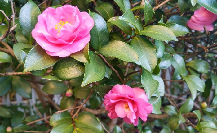 Fall in Charleston, SC brings another rounding of blooms. The Sasanqua, seen here brightening up the season, is known as the "Other Camellia."