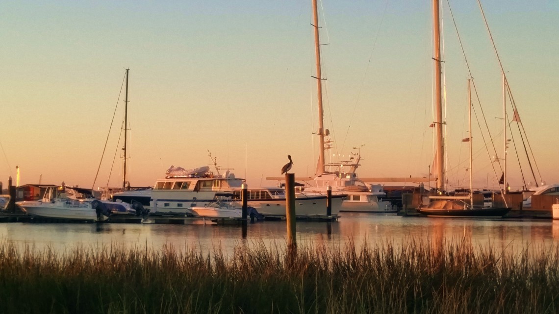 A pelican watching the sun come up at the City Marina in Charleston, SC. Beautiful.