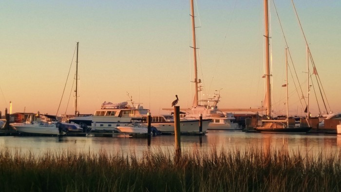 A pelican watching the sun come up at the City Marina in Charleston, SC. Beautiful.