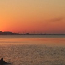 Charleston Harbor is a fascinating place. Even at sunrise there can be lots of activity -- cargo ships from all over the world come and go, and the dolphins hunt for their breakfast.