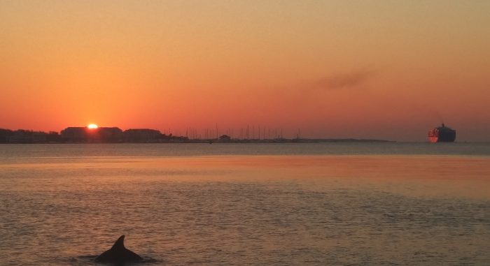 Charleston Harbor is a fascinating place. Even at sunrise there can be lots of activity -- cargo ships from all over the world come and go, and the dolphins hunt for their breakfast.