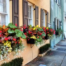 Happy Thanksgiving from Glimpses of Charleston... a beautiful time of the year to be here.