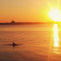 A sunrise over Charleston Harbor and one of its residents symbolically welcoming in the new year. Here's to a healthy, safe, sane and wonderful 2017!